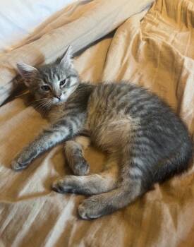 Stitch -  Domestic Short Hair Cat for Adoption in Clayton, New Jersey - Stitch | PetCurious