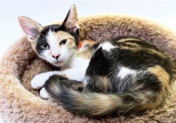 EMMY -  Domestic Short Hair Cat for Adoption in Fort Lauderdale, Florida - EMMY | PetCurious