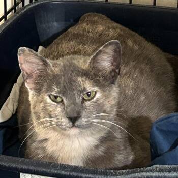 Cupcake -  Domestic Short Hair Cat for Adoption in Columbia, Missouri - Cupcake | PetCurious