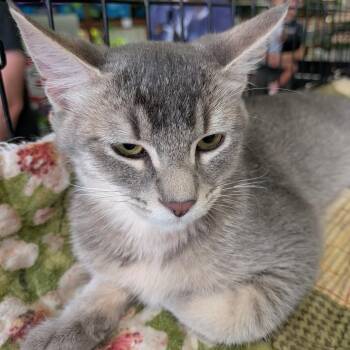 Bernadette -  Domestic Short Hair Cat for Adoption in Eugene, Oregon - Bernadette | PetCurious