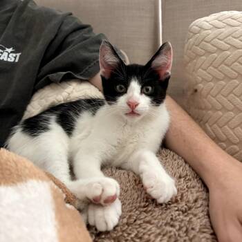 Yoshi -  Domestic Short Hair Cat for Adoption in Fort Worth, Texas - Yoshi | PetCurious