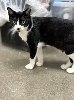 Bertram -  Domestic Short Hair Cat for Adoption in Zimmerman, Minnesota - Bertram | PetCurious