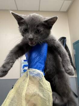 YING -  Domestic Short Hair Cat Available for Adoption in Las Vegas, Nevada - YING | PetCurious