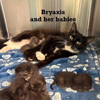 Bryaxis -  Domestic Short Hair Cat for Adoption in Parkersburg, West Virginia - Bryaxis | PetCurious