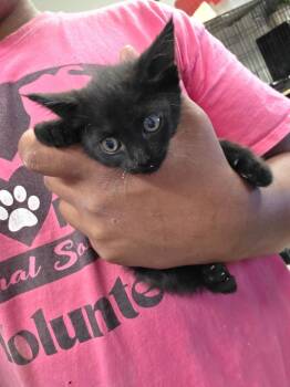 Zara (L623 K2) -  Domestic Short Hair Cat for Adoption in Pahrump, Nevada - Zara (L623 K2) | PetCurious
