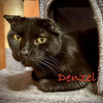 Rescue Domestic Short Hair Cats for Adoption in Tulsa, Oklahoma - Denzel | PetCurious