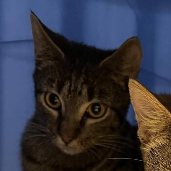 Grove-C -  Domestic Short Hair Cat Available for Adoption in East St. Louis, Illinois - Grove-C | PetCurious