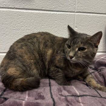 Lexi -  Domestic Short Hair Cat for Adoption in Spruce Pine, North Carolina - Lexi | PetCurious
