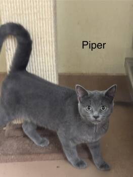 Piper -  Domestic Short Hair Cat for Adoption in Ulster, Pennsylvania - Piper | PetCurious
