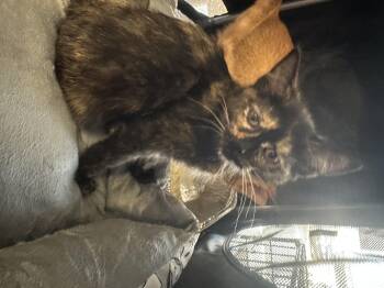 Rescue Domestic Short Hair Cats for Adoption in Chicago, Illinois - Lali (bonded With Yesi) | PetCurious