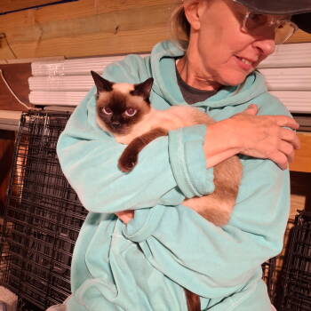 Rescue Siamese and Ragdoll Cats for Adoption - Triss | PetCurious