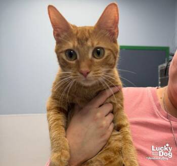 Swan -  Domestic Short Hair Cat for Adoption in Washington, District Of Columbia - Swan | PetCurious