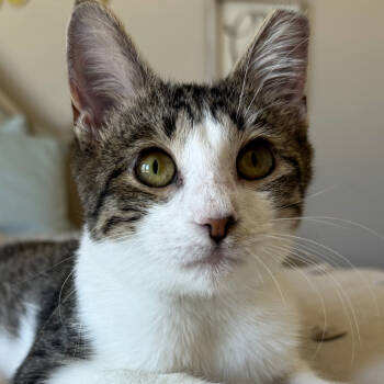 Rescue Domestic Short Hair Cats for Adoption in Lewisville, Texas - Journey | PetCurious