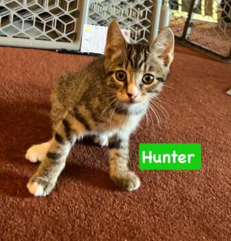 Hunter -  Tabby and Domestic Short Hair Cat for Adoption in Yardley, Pennsylvania - Hunter | PetCurious
