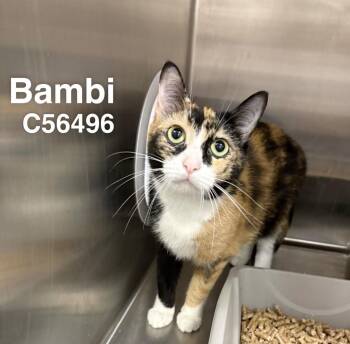 Bambi -  Domestic Short Hair Cat for Adoption in Clarksville, Tennessee - Bambi | PetCurious