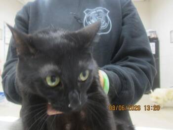 Thunder(674) -  Domestic Short Hair Cat for Adoption in Marietta, Georgia - Thunder(674) | PetCurious