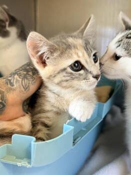 SABRINA* -  Domestic Short Hair Cat Available for Adoption in Santa Cruz, California - SABRINA* | PetCurious