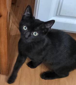 Wally -  Domestic Short Hair Cat for Adoption in Oriental, North Carolina - Wally | PetCurious