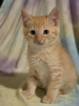 Rescue Domestic Short Hair Cats for Adoption in Albany, Wisconsin - Ruben | PetCurious