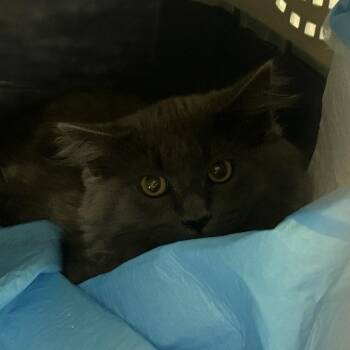 Kansas -  Domestic Medium Hair Cat for Adoption in Salt Lake City, Utah - Kansas | PetCurious