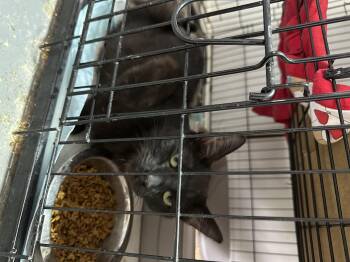 Domestic Short Hair Cats Available for Adoption in Nucla, Colorado - Annie Mae | PetCurious