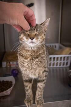Nikki (FCIDS# 07/06/2026 - 95 Trainer) -  Tabby Cat for Adoption in Greenville, Delaware - Nikki (FCIDS# 07/06/2026 - 95 Trainer) | PetCurious