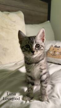 LUNA LOVEGOOD -  Domestic Short Hair Cat for Adoption in Beaumont, California - LUNA LOVEGOOD | PetCurious