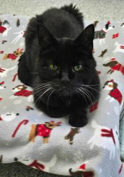Domestic Short Hair Cats Available for Adoption in Auburn, Indiana - Ring Around The Rosie | PetCurious