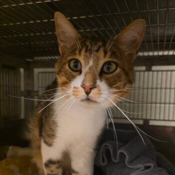 Pecan Pie -  Domestic Short Hair Cat for Adoption in Bristol, Indiana - Pecan Pie | PetCurious
