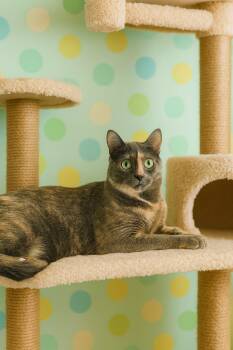 Rescue Domestic Short Hair Cats for Adoption in Pinedale, Wyoming - Violet | PetCurious