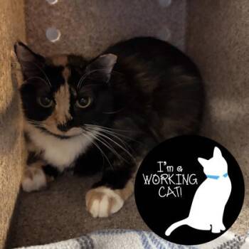 Domestic Short Hair Cats Available for Adoption in Janesville, Wisconsin - Deb | PetCurious