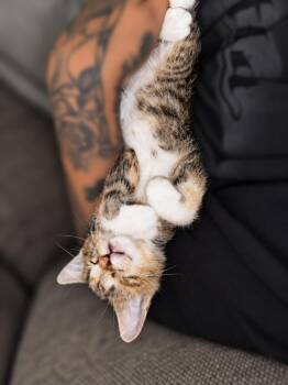 Twix Z -  Torbie Cat for Adoption in Fresno, California - Twix Z | PetCurious
