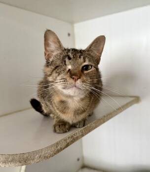 Mimi -  Domestic Short Hair Cat Available for Adoption in Shreveport, Louisiana - Mimi | PetCurious