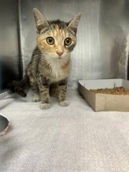 Domestic Short Hair Cats Available for Adoption in El Paso, Texas - 60835205 | PetCurious