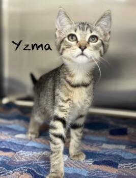 Domestic Short Hair Cats Available for Adoption in Pawleys Island, South Carolina - Yzma | PetCurious