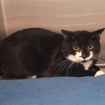 POLAROID -  Domestic Short Hair Cat for Adoption in Methuen, Massachusetts - POLAROID | PetCurious