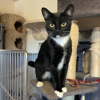 Bella -  Domestic Short Hair Cat for Adoption in Prescott, Arizona - Bella | PetCurious