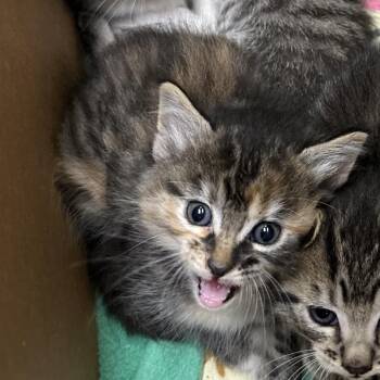Lehua -  Domestic Short Hair Cat for Adoption in Priest River, Idaho - Lehua | PetCurious