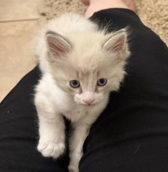 STUART -  Domestic Long Hair Cat for Adoption in Colorado Springs, Colorado - STUART | PetCurious
