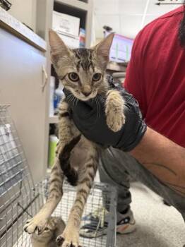 A187901 -  Domestic Short Hair Cat for Adoption in Pasadena, Texas - A187901 | PetCurious