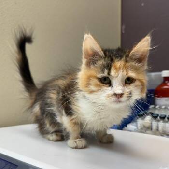 Domestic Long Hair Cats Available for Adoption - Amber | PetCurious