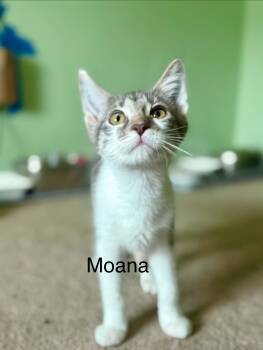 Moana -  Domestic Short Hair Cat for Adoption in Saint Charles, Missouri - Moana | PetCurious