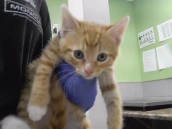 TANGERINE -  Domestic Short Hair Cat for Adoption in Omaha, Nebraska - TANGERINE | PetCurious