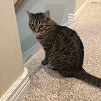 Luna Ulmer -  Domestic Short Hair Cat for Adoption in Eagle Mountain, Utah - Luna Ulmer | PetCurious