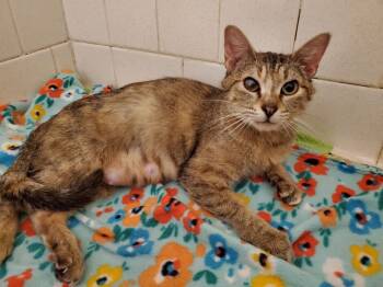 Rescue Domestic Short Hair Cats for Adoption in Stillwater, Oklahoma - 3/7/25 - Momma Kate | PetCurious