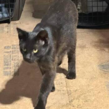 Lotty -  Domestic Short Hair Cat for Adoption - Lotty | PetCurious