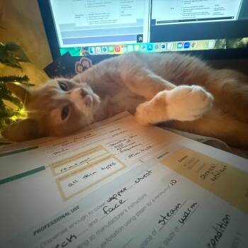 Domestic Short Hair Cats Available for Adoption in Philadelphia, Pennsylvania - Russel | PetCurious