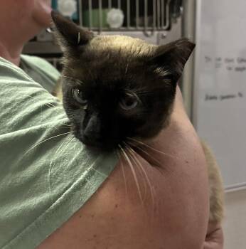 Siamese Cats Available for Adoption in Napa, California - Aggy ( BC) | PetCurious