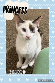 Princess -  Siamese and Domestic Short Hair Cat for Adoption in Pensacola, Florida - Princess | PetCurious