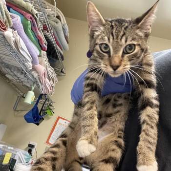 Domestic Short Hair Cats Available for Adoption in Pasadena, California - McDonald | PetCurious